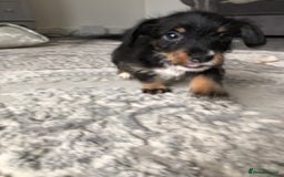 Jack Russell dogs for sale: Jack Russell pups - Image 3