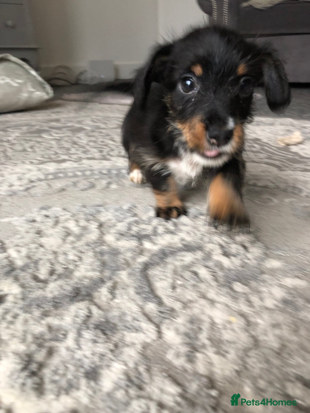 Jack Russell dogs for sale: Jack Russell pups - Image 3