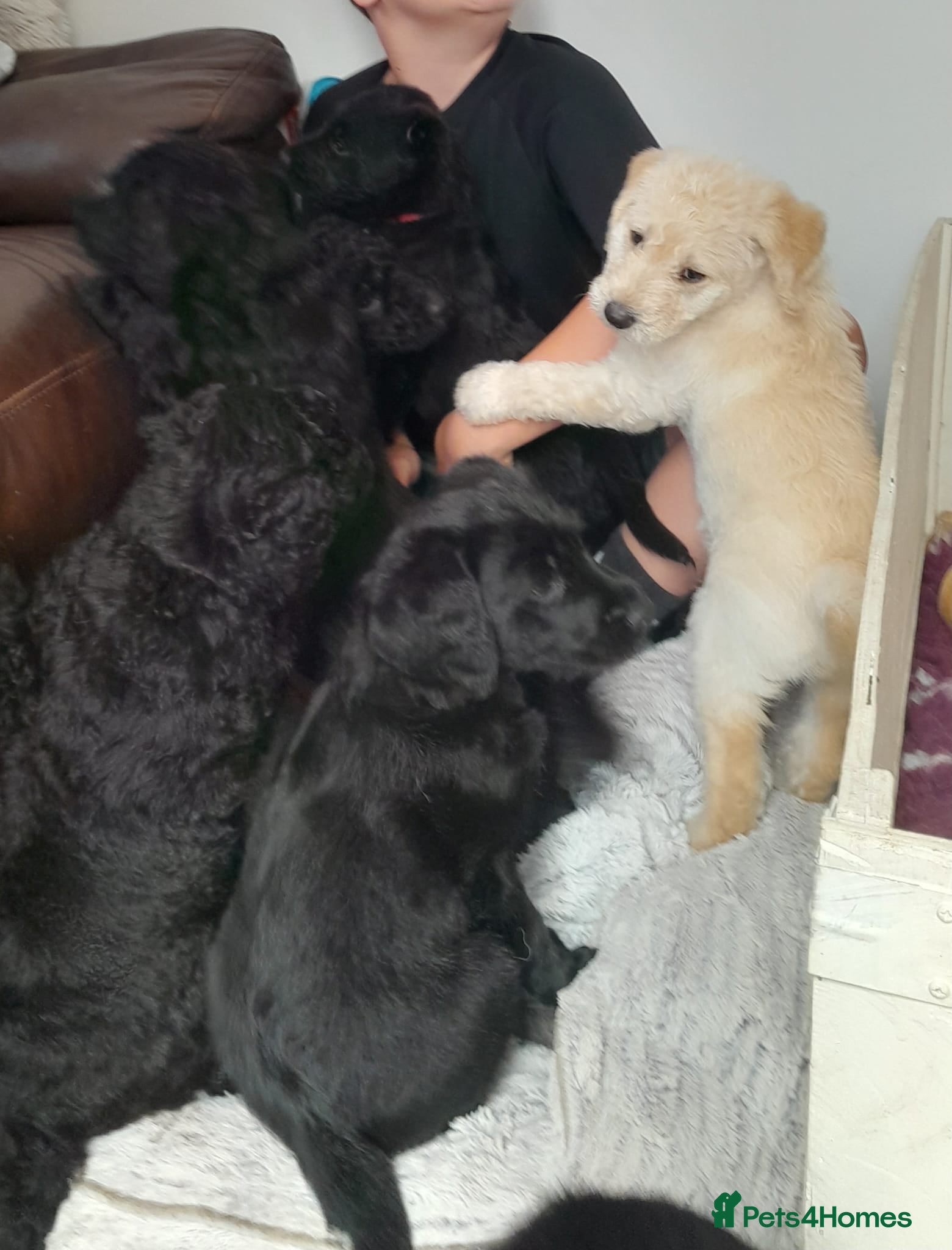 Goldendoodle dogs Goldendoodle puppies for sale - Advert 7