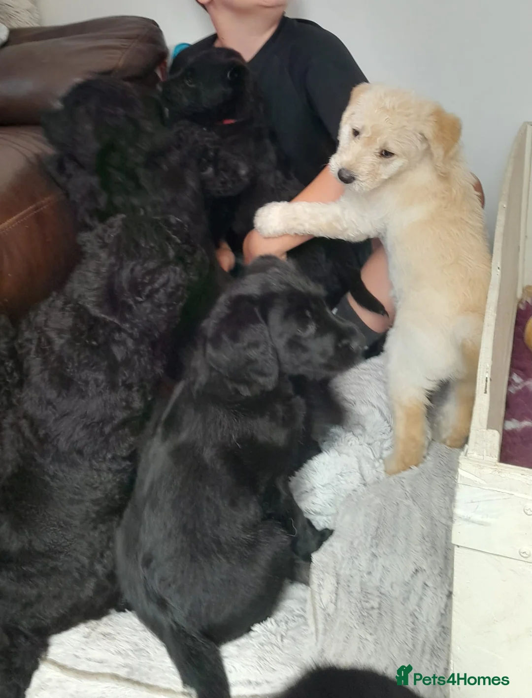 Goldendoodle dogs for sale: Goldendoodle puppies for sale - Advert 1