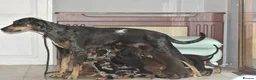 Mixed Breed dogs for sale: Unique hybrid dobermann puppies - Advert 12