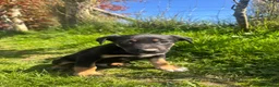 Mixed Breed dogs for sale: Collie x puppies looking for loving homes in Barnstaple - Advert 7