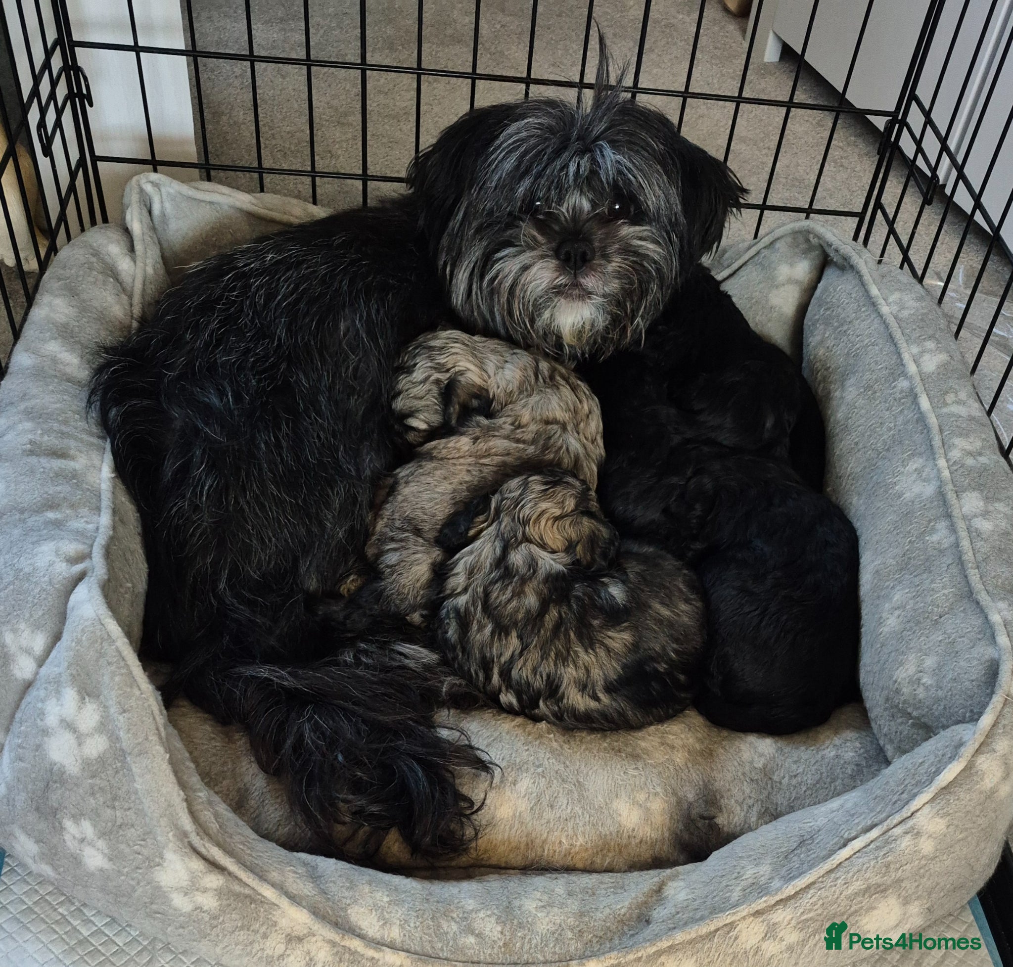 Shihpoo dogs Shihpoo puppies - Advert 11