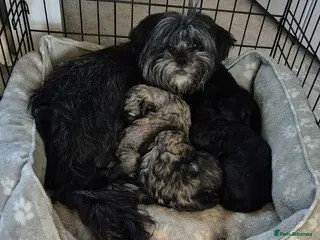 Shihpoo dogs Shihpoo puppies - Advert 2