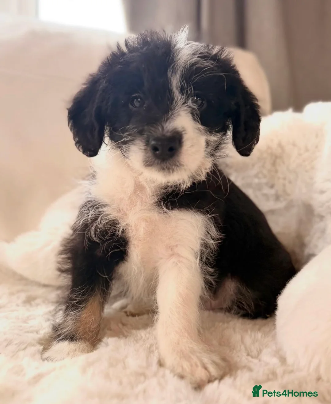 Bordoodle dogs for sale: F1 Borderdoodle Puppies  - Advert 5