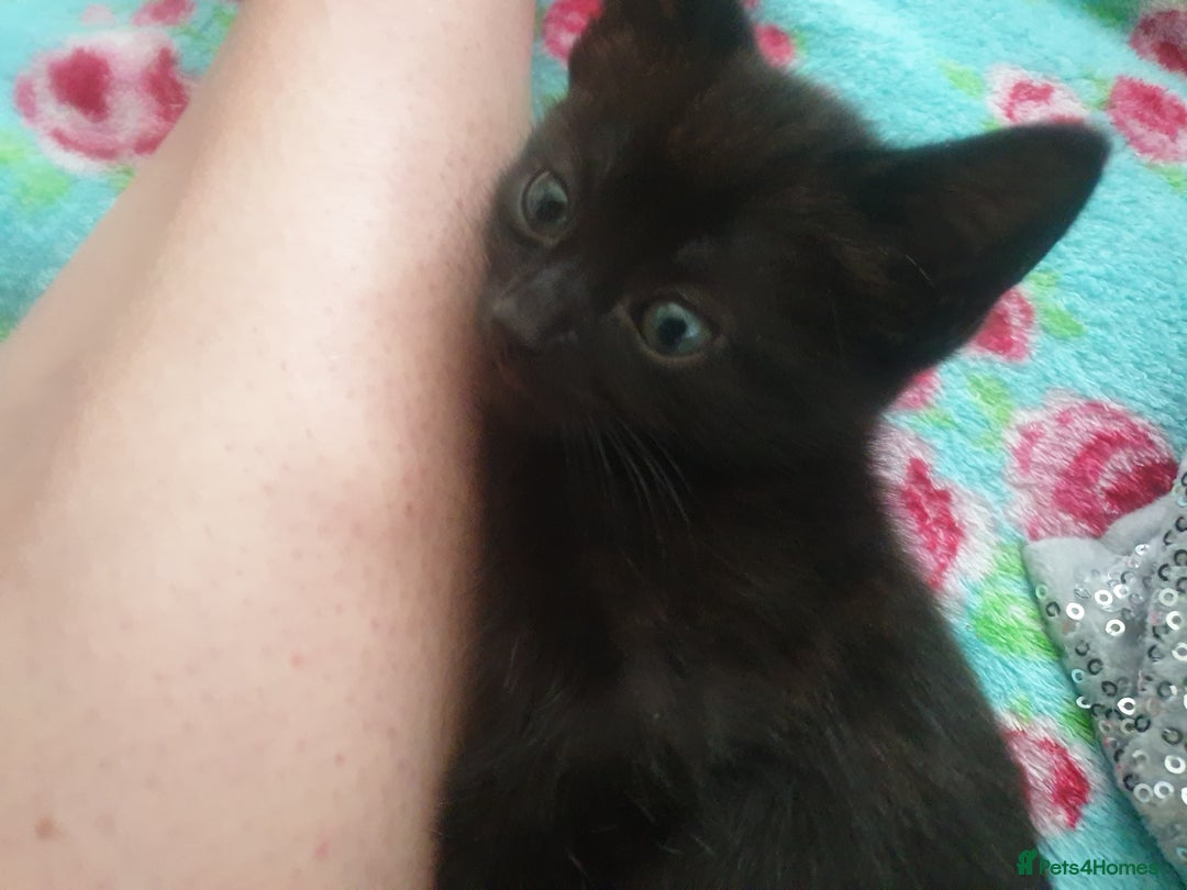 Domestic Shorthair cats for sale: Beautiful Domestic Short-haired kittens - Image 5
