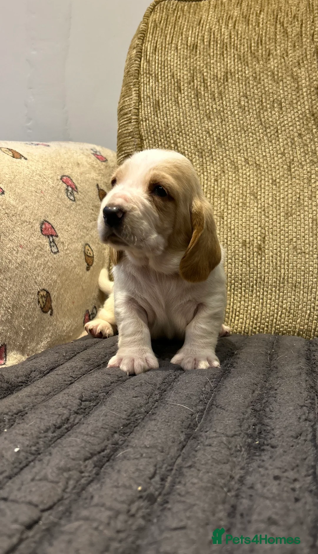 Basset Hound dogs for sale: Basset hound puppies!!! KC reg. - Advert 2
