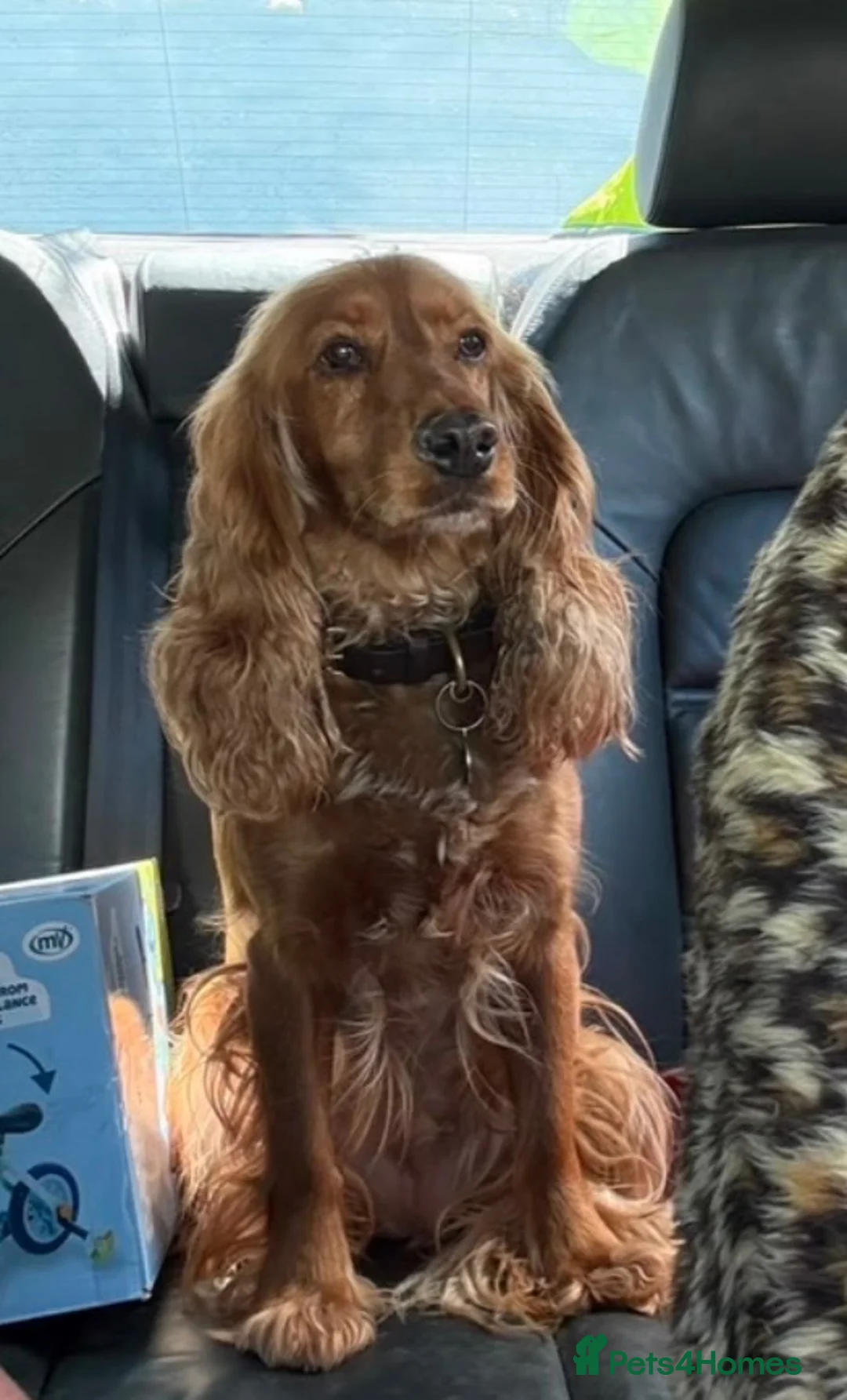 Cocker Spaniel dogs for sale: Red & golden cocker spaniel puppies 🐶 ❤️ - Advert 1