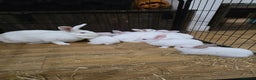 Californian rabbits for sale: Californian & New Zealand kits ready to leave soon - Advert 3
