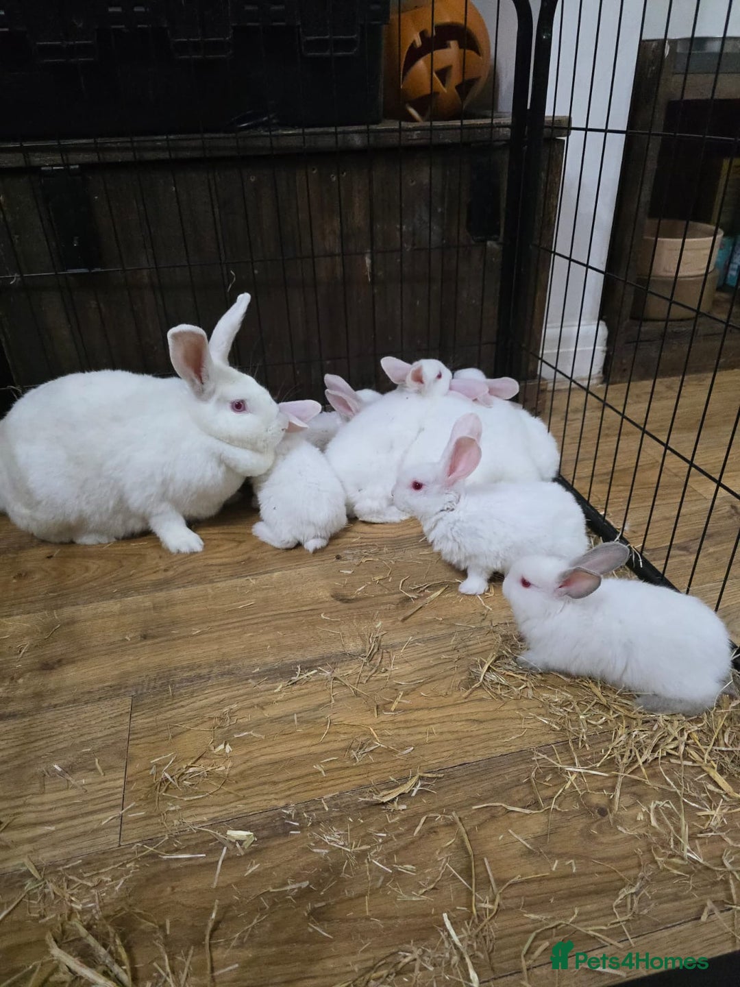 Californian rabbits for sale: Californian & New Zealand kits ready to leave soon - Image 3