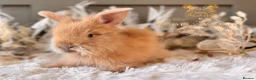 Angora rabbits for sale: Fully Vaccinated Angora Litter - Advert 3