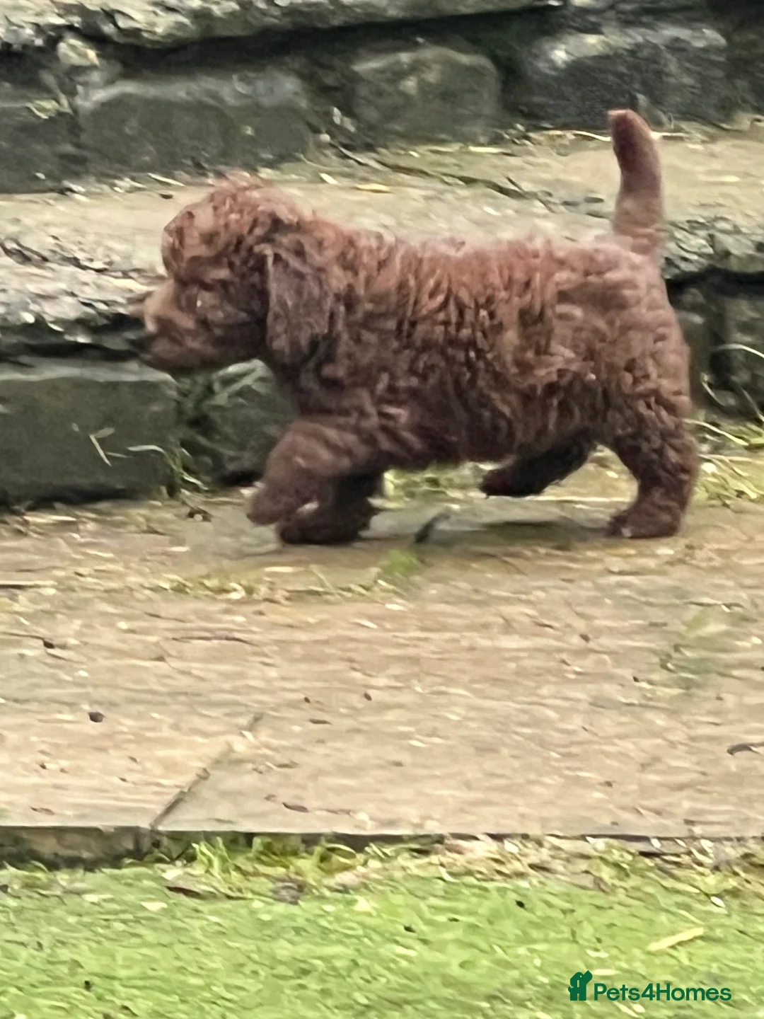 Bedlington Terrier dogs for sale: Bedlington terrier puppies ☺️ - Advert 12