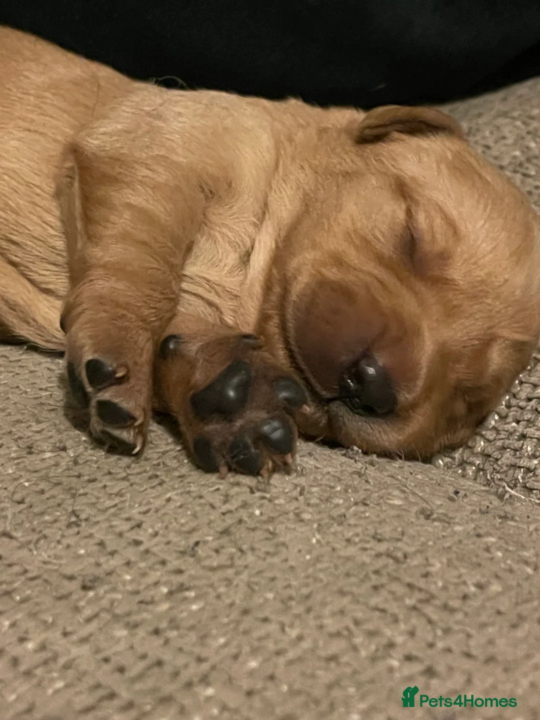 Goldador dogs for sale: Quality Fox Red Goldador Puppies - Advert 2