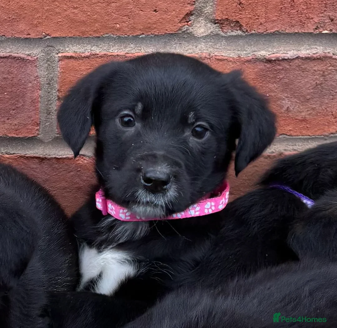 Mixed Breed dogs for sale: Cocker X Collie Puppies - Advert 5