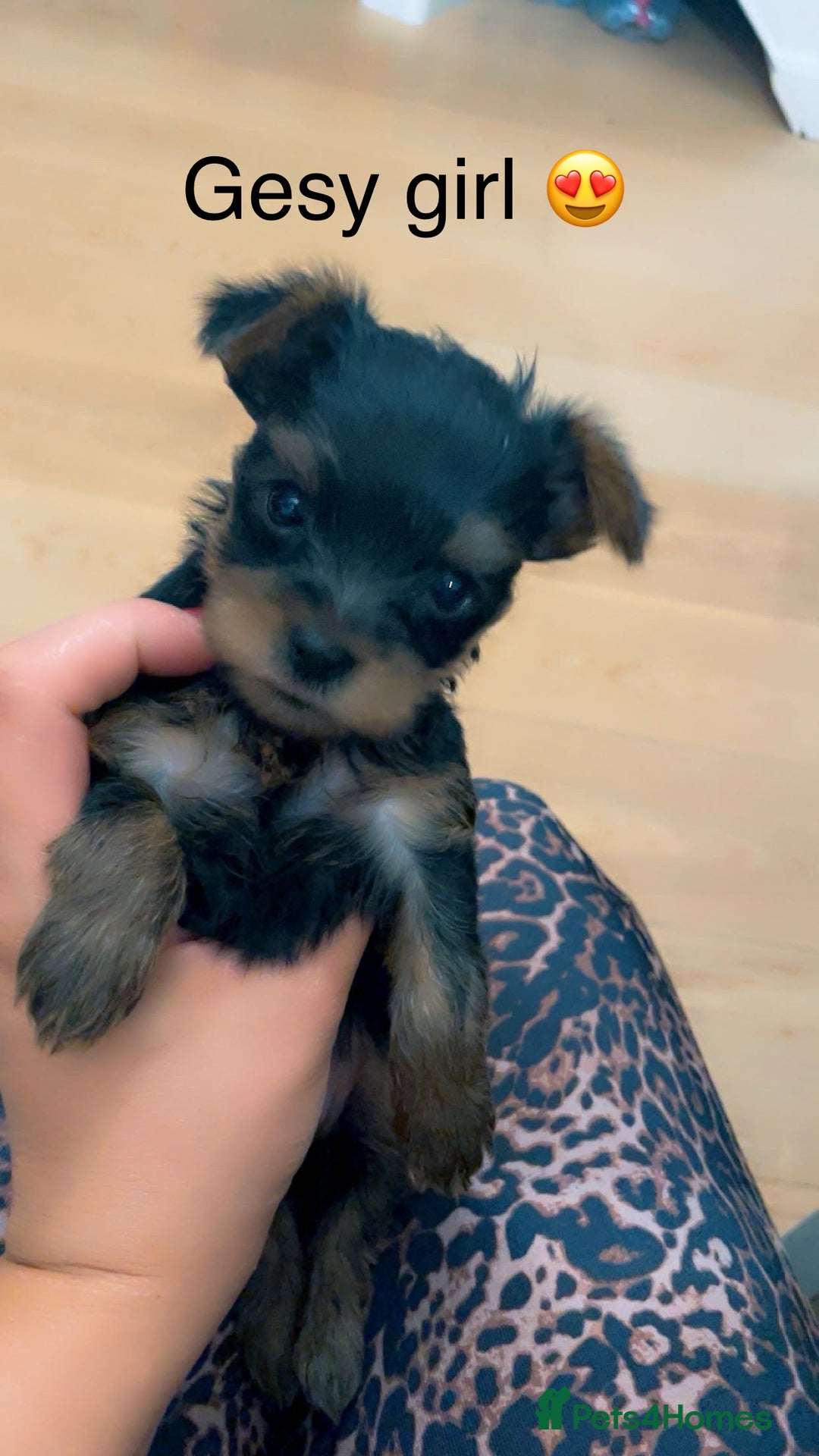 Yorkshire Terrier dogs for sale: Miniature Yorkshire terrier - Image 20