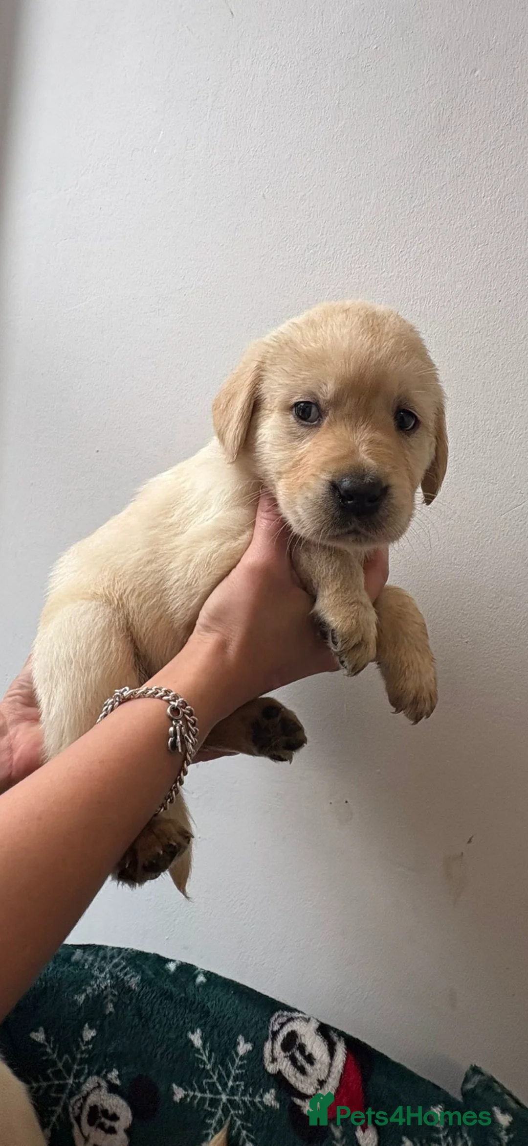 Labrador Retriever dogs for sale: Labrador pups - Advert 24