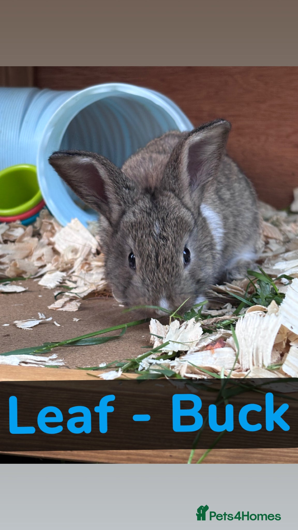 Mini Lop rabbits ⭐️UPDATED⭐️ 🐰 Pure Bred Mini Lop Bunnies 🐰 - Advert 2