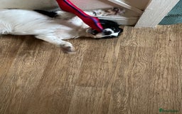 English Springer Spaniel dogs for sale: Diamond  - Image 2