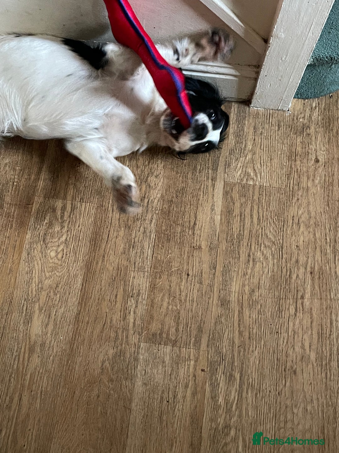 English Springer Spaniel dogs for sale: Diamond  - Image 2