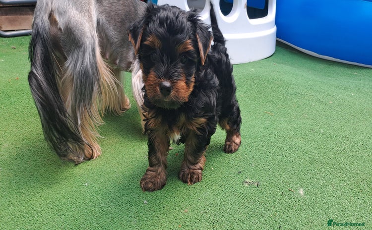 Yorkshire Terrier dogs in Andover - Advert 2