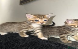 Mixed Breed cats for sale: British Blue Tabby X DSH Kittens For Sale - Image 15