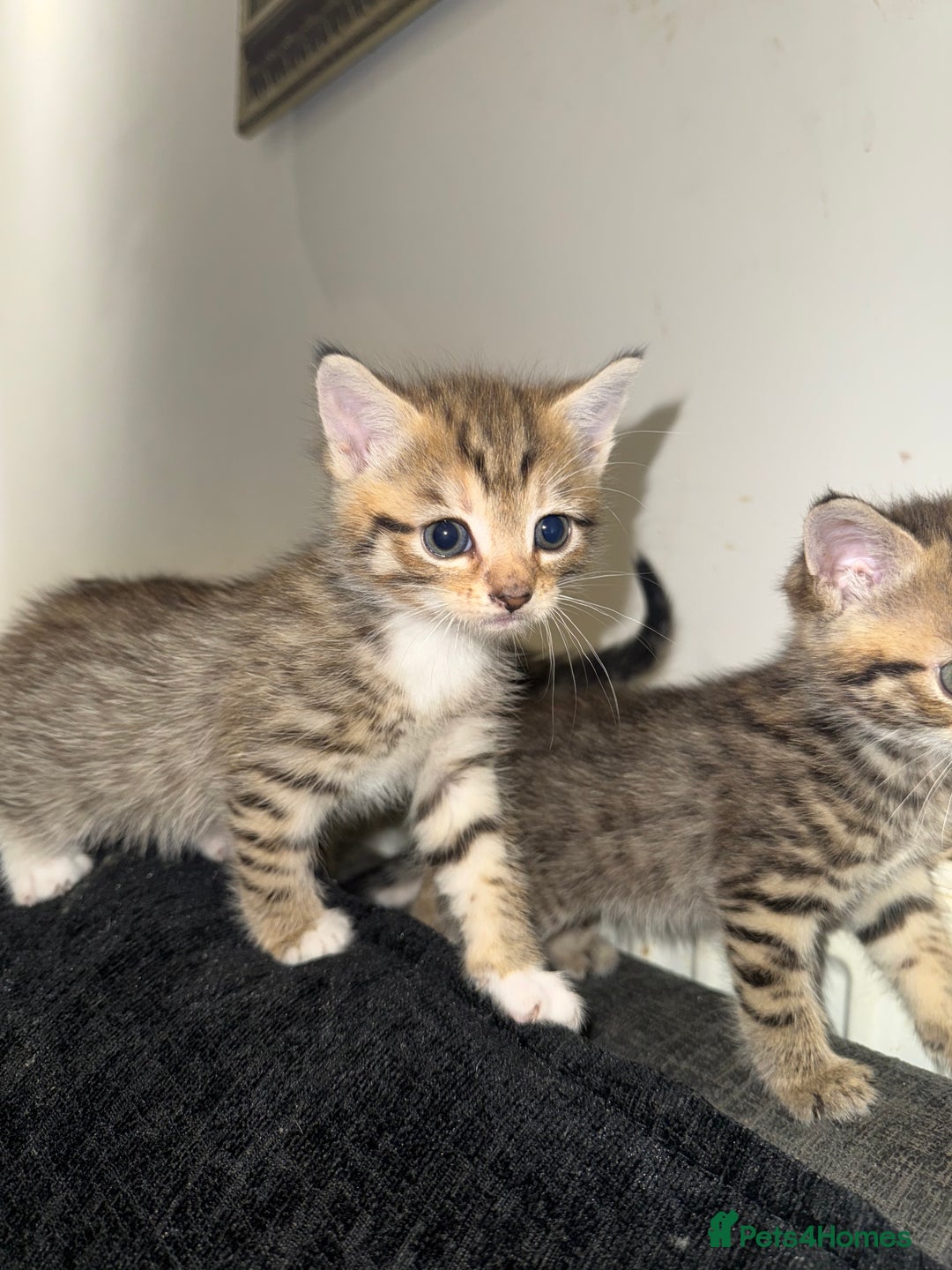 Mixed Breed cats for sale: British Blue Tabby X DSH Kittens For Sale - Image 15