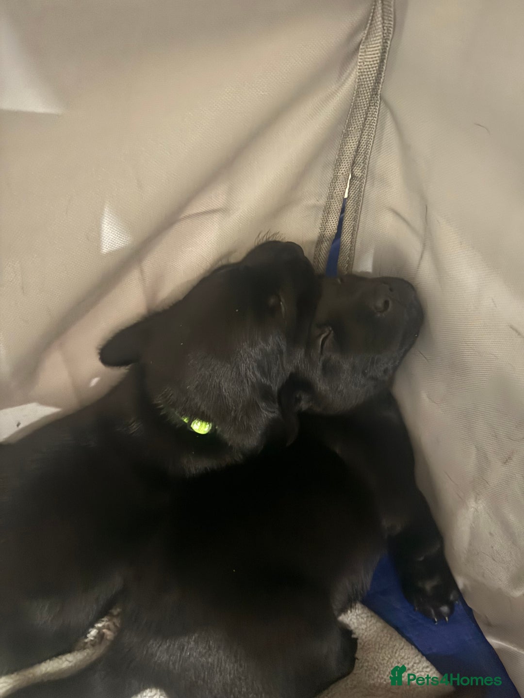 Labrador Retriever dogs for sale: Beautiful Labrador puppies for sale🥰 - Advert 13