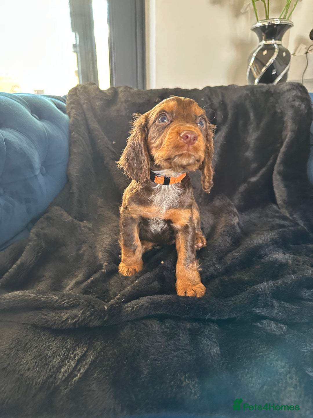 Cocker Spaniel dogs for sale: BEAUTIFUL LITTER OF TRICOLOURED COCKER SPANIELS  - Image 5