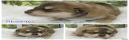 Saarloos Wolfdog dogs for sale: Female available - vaccinated and ready to leave - Advert 24
