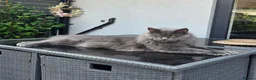 Maine Coon cats for sale: Pedigree Maine Coon Girls–Ready for Forever Homes - Advert 2