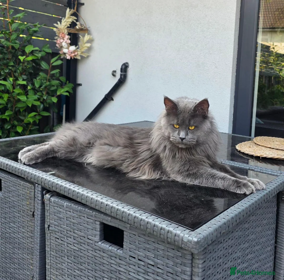 Maine Coon cats for sale: Pedigree Maine Coon Girls–Ready for Forever Homes - Advert 2