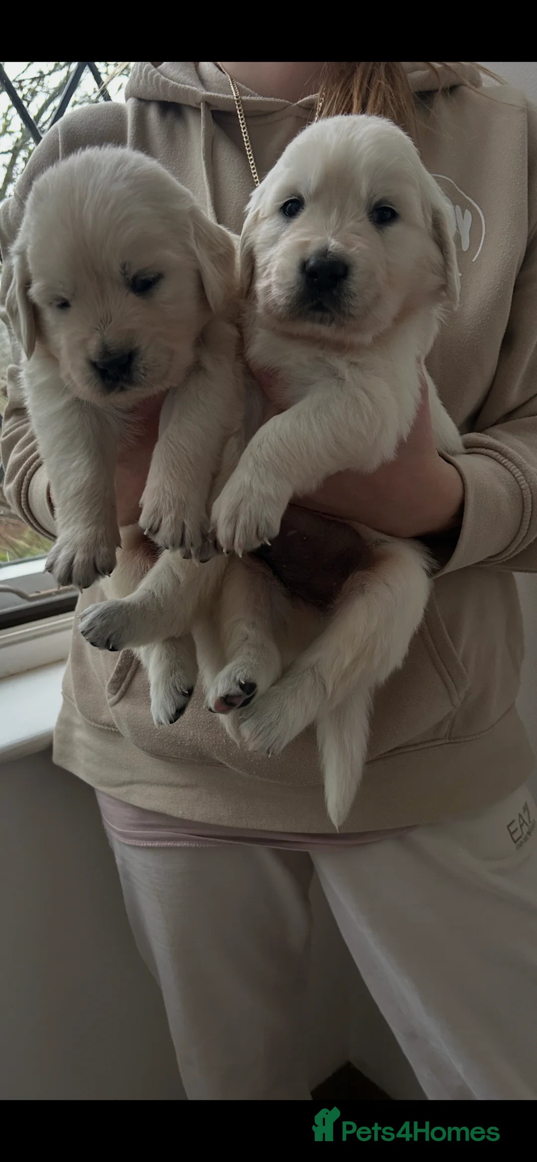 Golden Retriever dogs for sale: Adorable Golden retriever puppies  - Advert 8