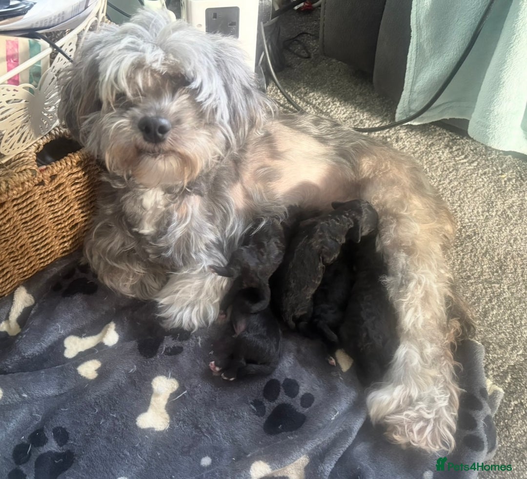 Shihpoo dogs for sale: Shihpoo 3 boys/1 girl - Advert 8