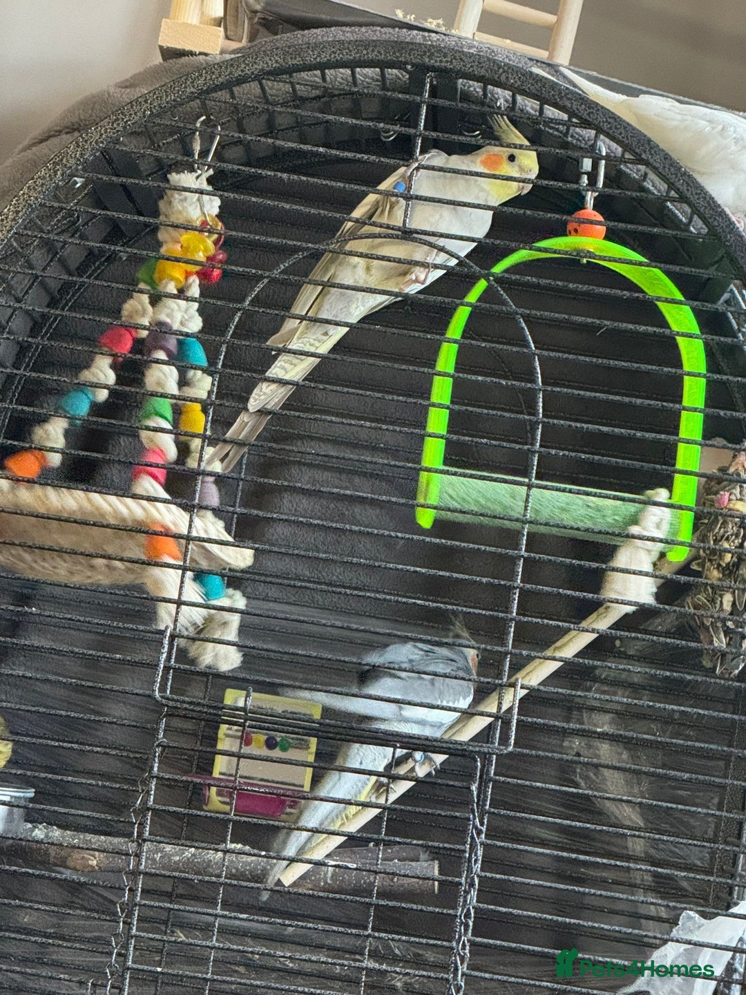 Cockatiels birds for sale: 2 male birds  - Advert 3