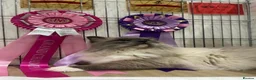 Ragdoll cats for sale: 🏆 GCCF CHAMP PEDIGREE RAGDOLL KITTENS  - Advert 14