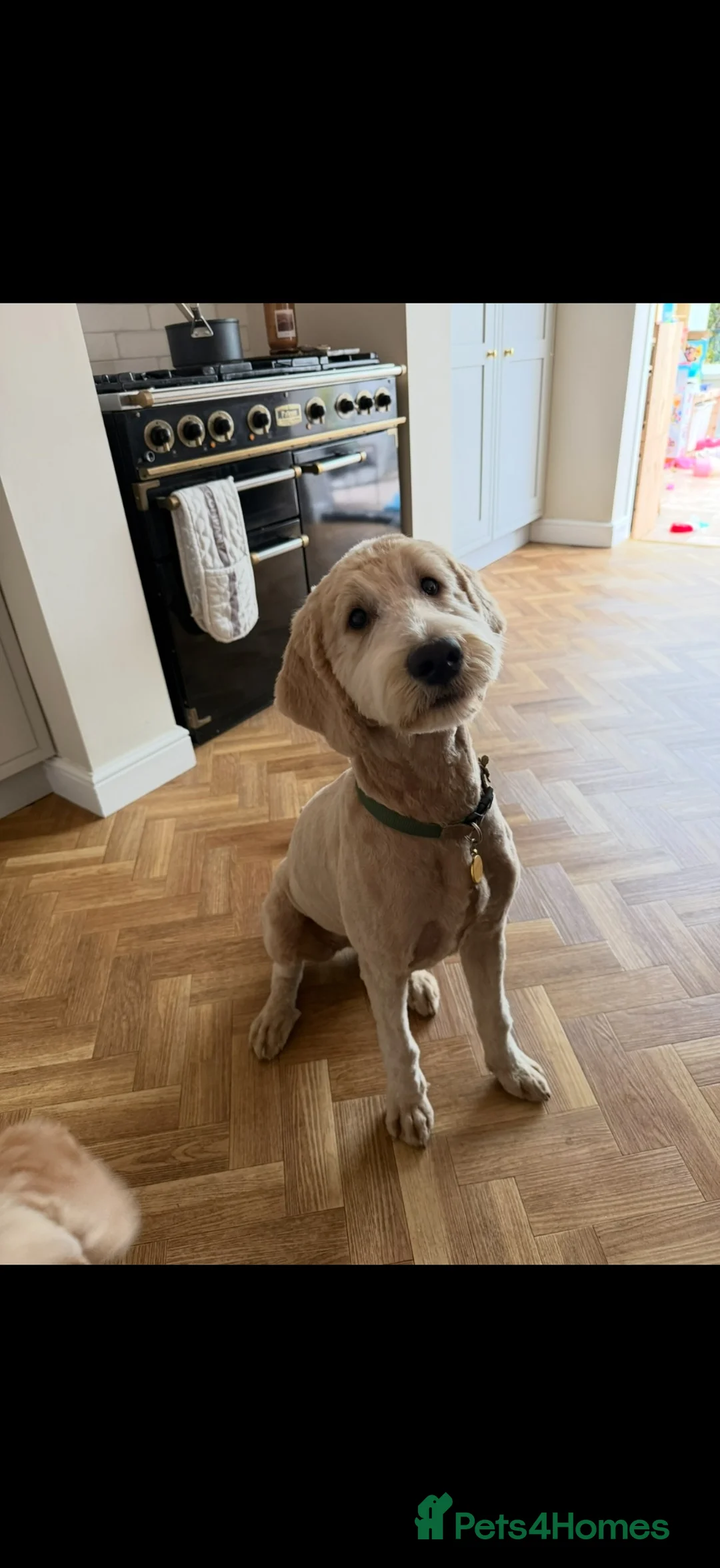 Double Doodle dogs for sale: Honey the Bernedoodle  - Advert 1
