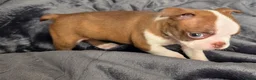 Boston Terrier dogs for sale: Ready now Stunning KC Boston Terrier puppies - Advert 29