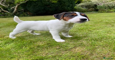 Mixed Breed dogs - Advert 14