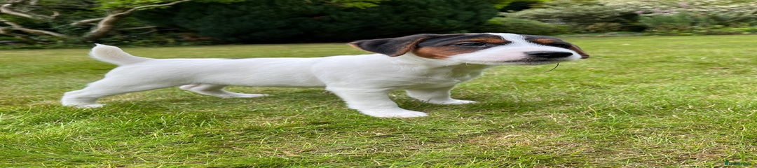 Jack Russell Puppy 1