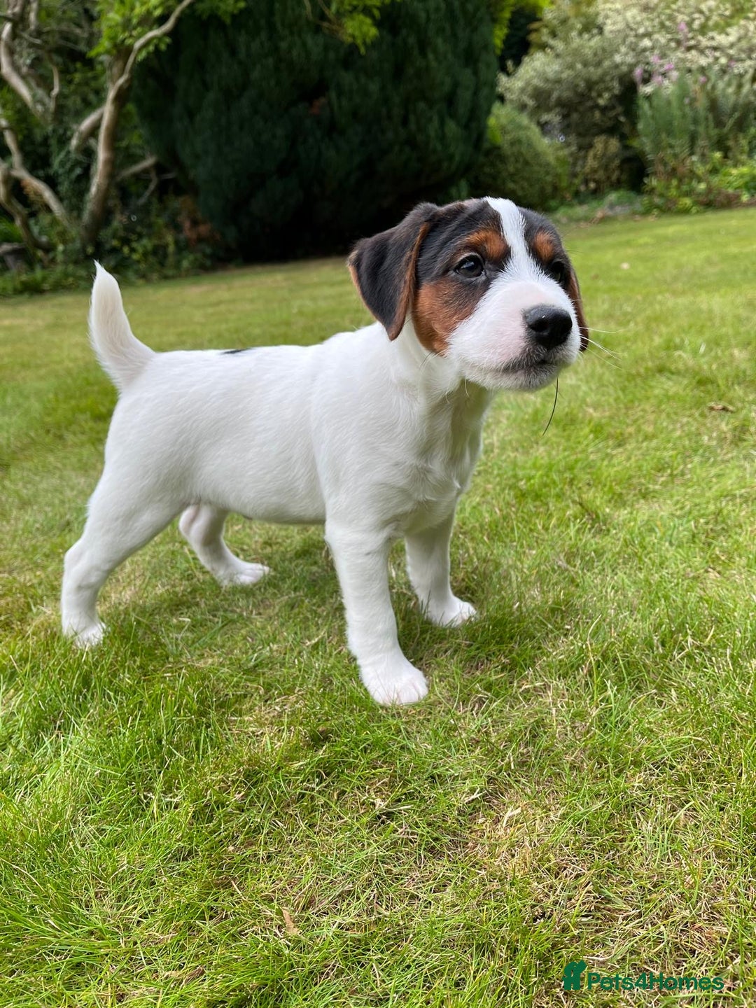 Mixed Breed dogs for sale: Parson Jack Russell x Jack Russell pups - Image 2
