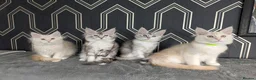 Maine Coon cats for sale: READY NOW !! Full pedigree Maine coon kittens - Advert 1