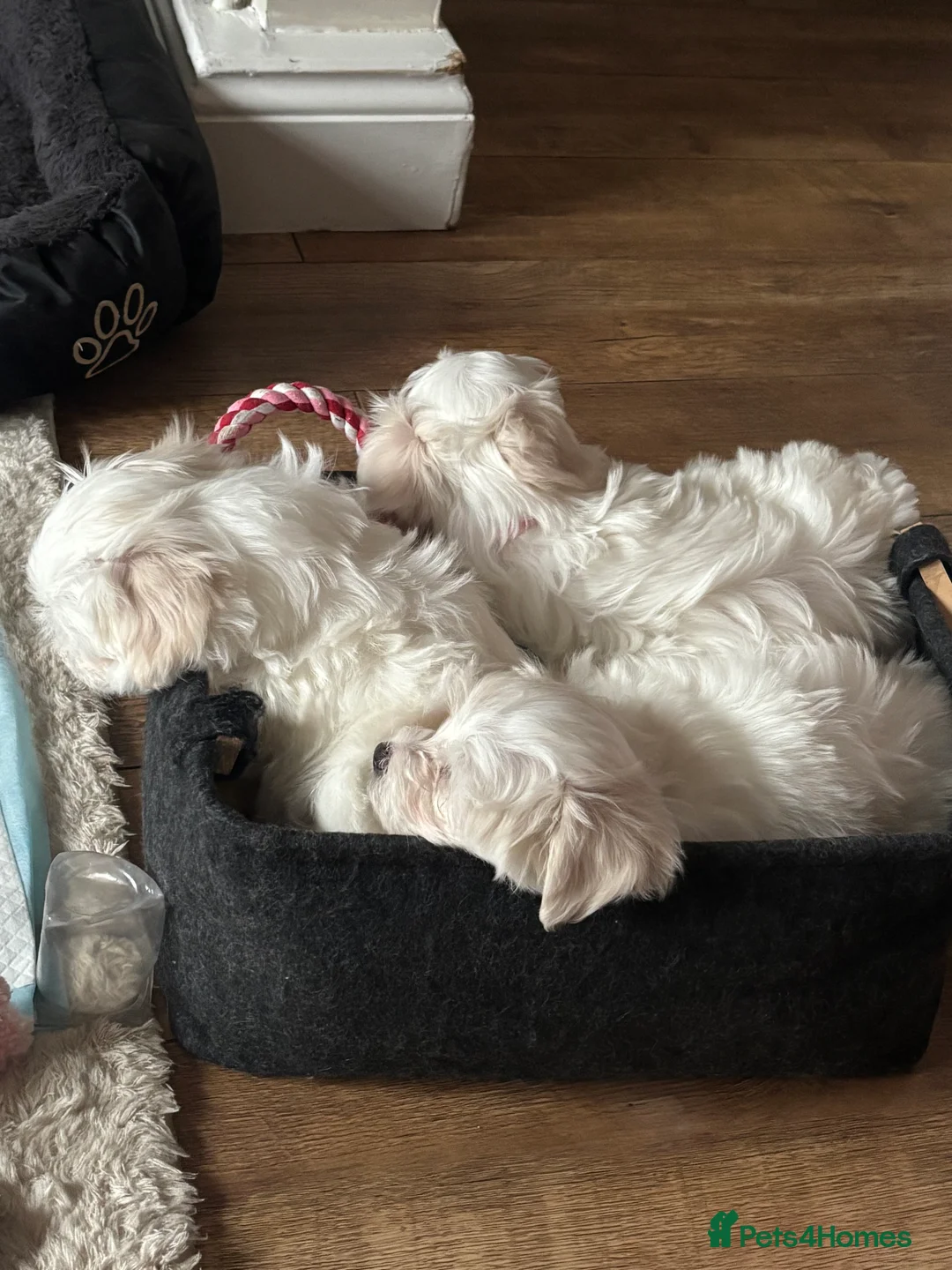 Maltese dogs for sale: Maltese babies - Advert 3