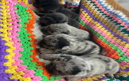 French Bulldog dogs for sale: ⭐️ KC Rope nose frenchies carrying fluffy ⭐️ - Image 3