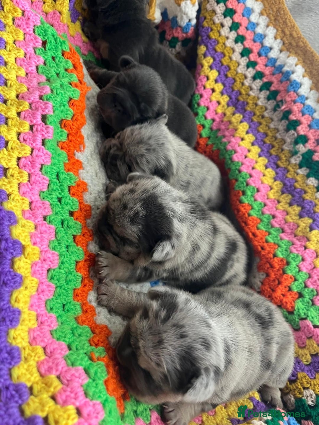French Bulldog dogs for sale: ⭐️ KC Rope nose frenchies carrying fluffy ⭐️ - Image 3