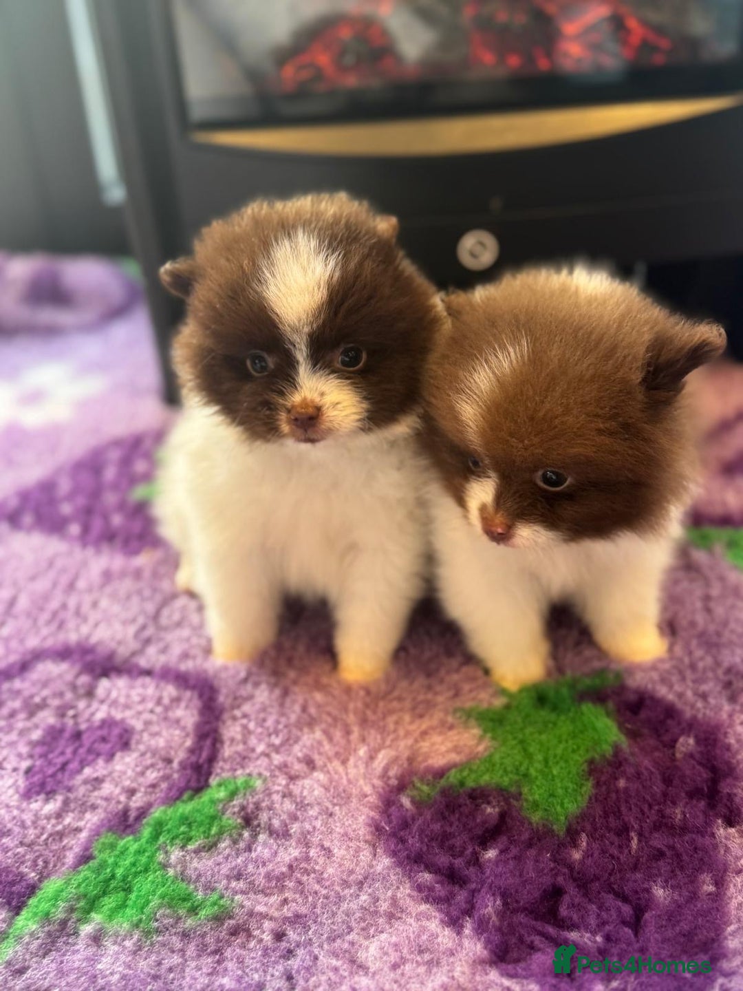 Pomeranian dogs for sale: Kc Beautiful chocolate parti poms 🤎🤍 - Advert 9