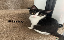 Mixed Breed cats for sale: Black and white kitten FREE - Image 1