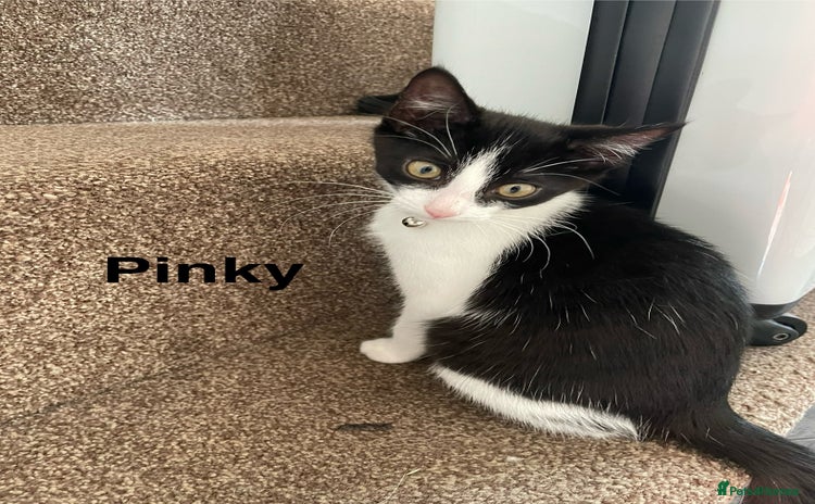 Mixed Breed cats - Advert 16