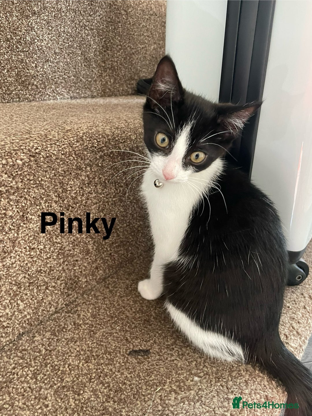 Mixed Breed cats for sale: Black and white kitten FREE - Image 1