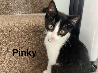 Mixed Breed cats - Advert 22