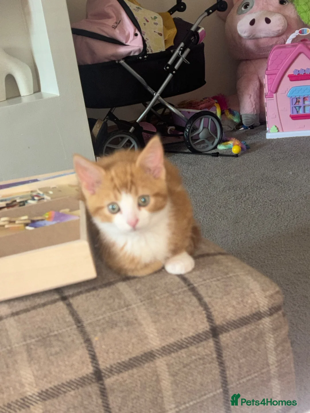 Mixed Breed cats for sale: Rehoming  in Castleford - Advert 2